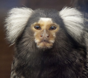 White-eared_Marmoset_3